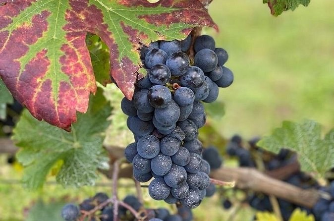 A bunch of black grapes on the vine beside a leaf turning red