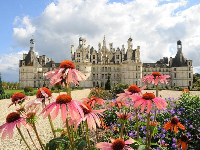 Château de Chambord behind a bed of pink coneflowers in summer