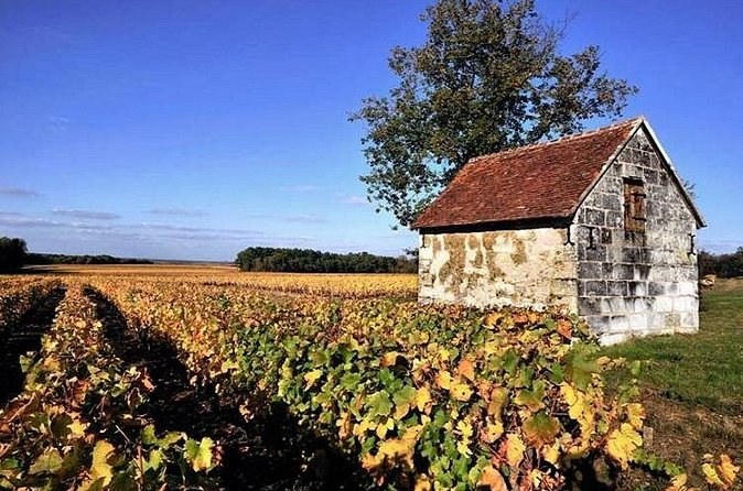 A small stone hut at the edge of a vineyard in autumn colour