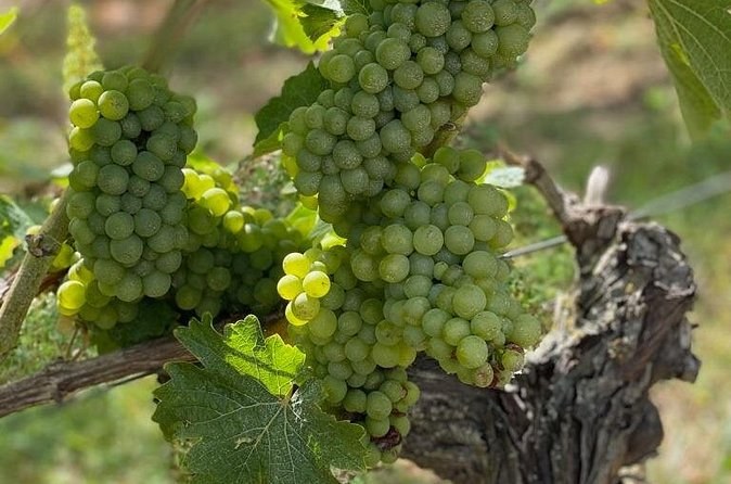 Bunches of white grapes hanging from an old vine